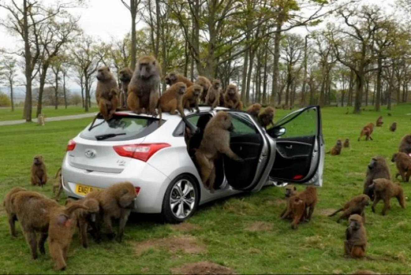 Hyundai somete al nuevo i30 a una dura prueba de calidad/resistencia: la de los babuinos