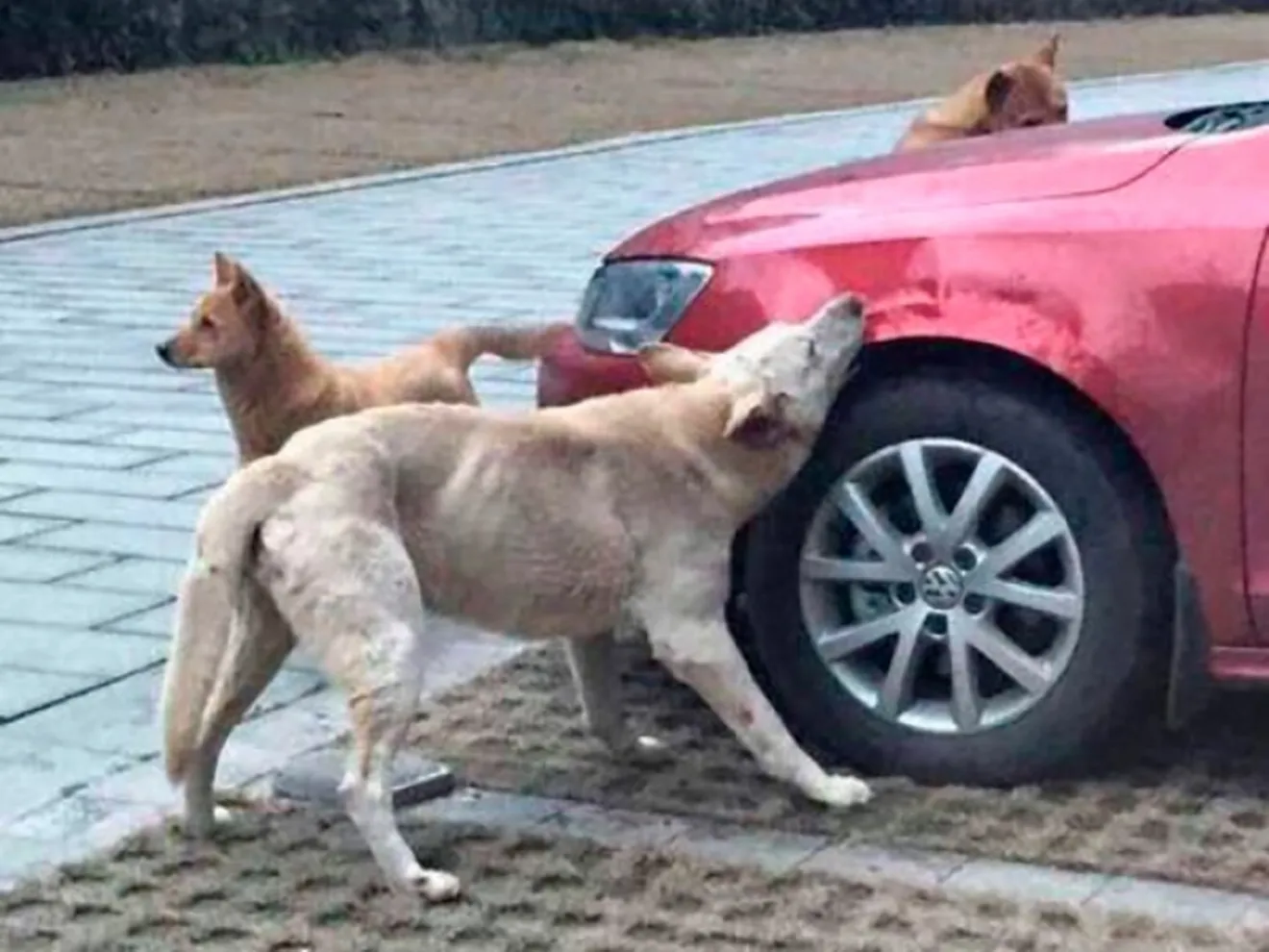 Unos perros destrozan a mordiscos un Volkswagen Jetta en China