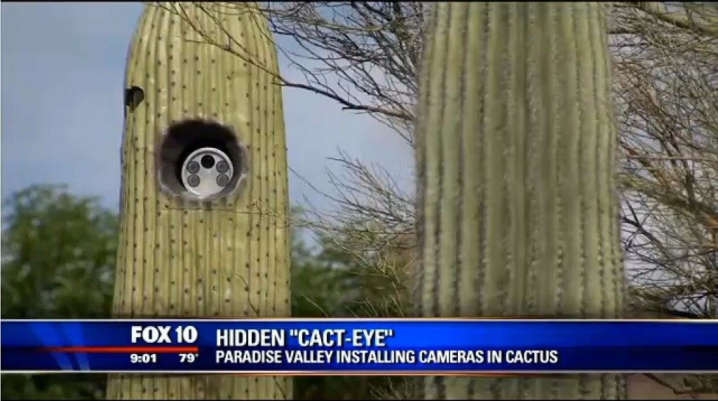 Los cactus vigilan el tráfico en un pueblo de Arizona