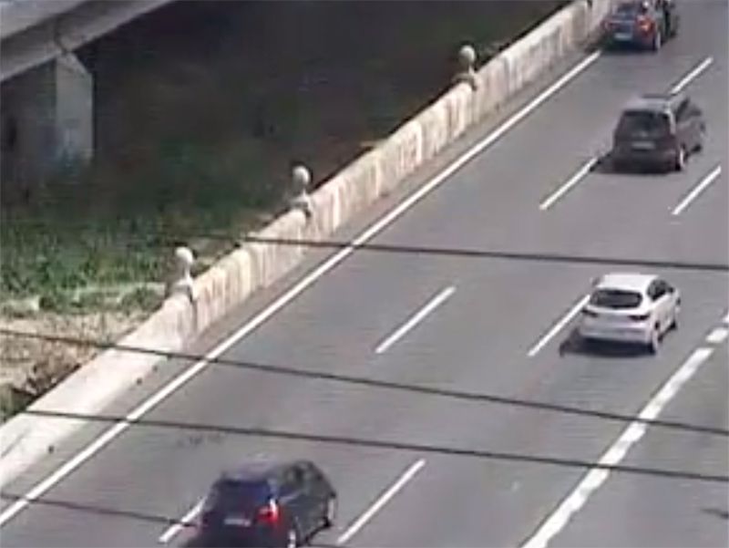 Una familia de patos obliga a cortar la autopista A2