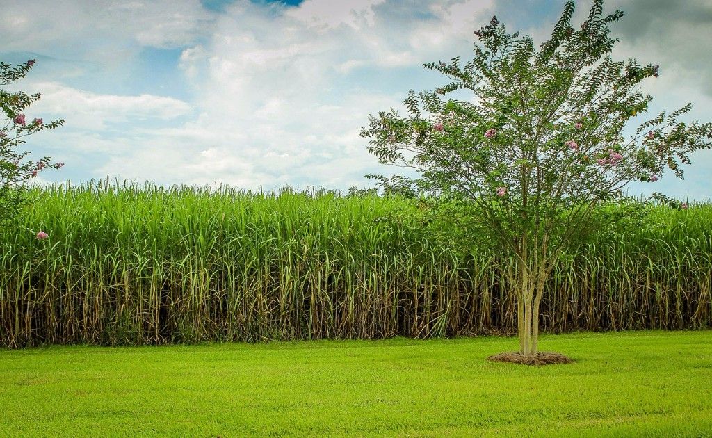 Avances en la producción de biocombustible de la mano de Toyota