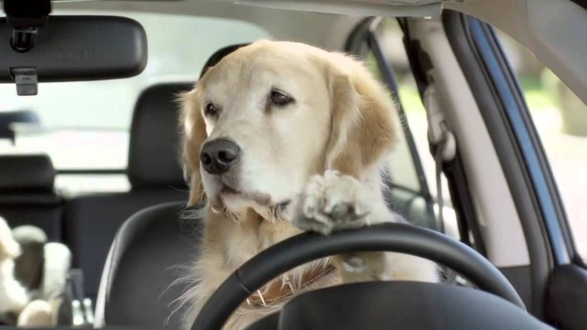 Viajar en coche con perro: leyes, información y accesorios necesarios