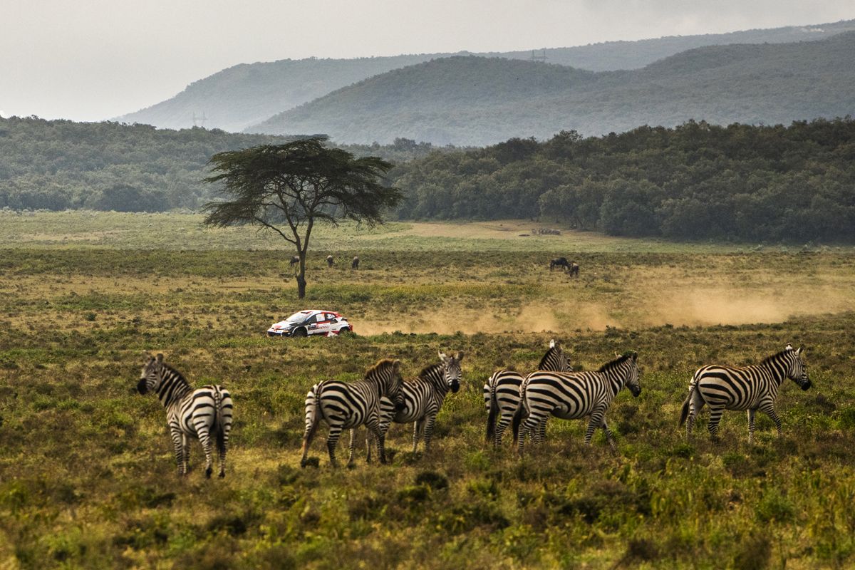 El Safari Rally es de Sébastien Ogier, con tres victorias en cinco rallies esta temporada