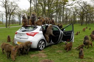 Hyundai somete al nuevo i30 a una dura prueba de calidad/resistencia: la de los babuinos