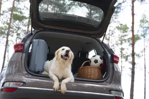 Mascotas en el coche: lo que sí y lo que nunca se debe hacer