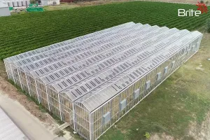 Placas solares transparentes, la nueva solución agrovoltaica para cultivos e invernaderos