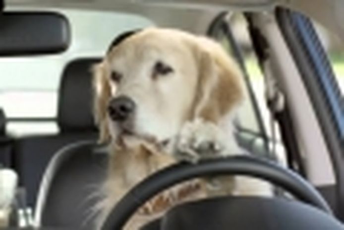 Viajar en coche con perro: leyes, información y accesorios necesarios