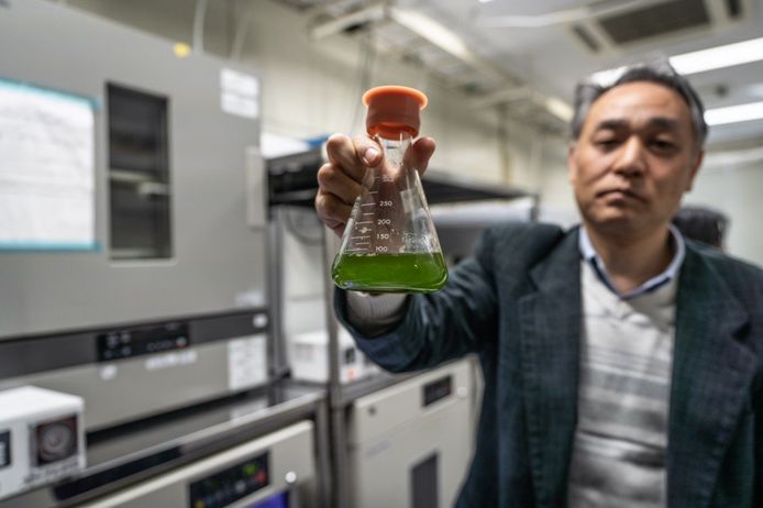 Mazda estudia la tecnología para producir un nuevo biocombustible a base de algas