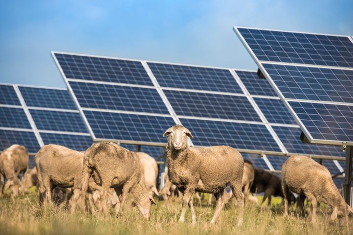 La razón por la que 1000 ovejas en una granja solar marcan la diferencia