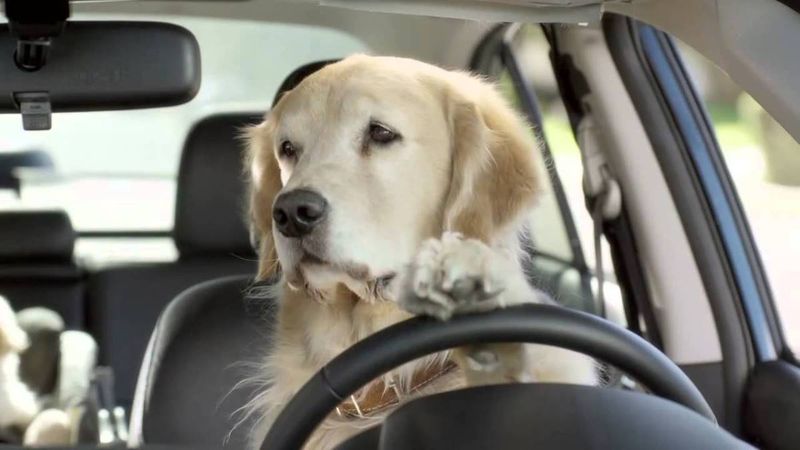 enjuague también Aviación Viajar en coche con perro: leyes, información y accesorios necesarios